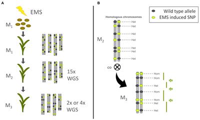 Measuring the frequency and distribution of meiotic crossovers in homozygous barley inbred lines